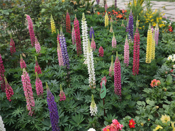 羽扇豆（鲁冰花）