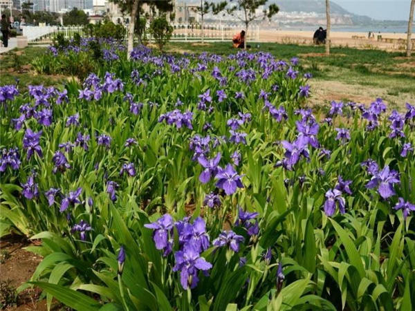 水生鸢尾和鸢尾从形态上如何区分？