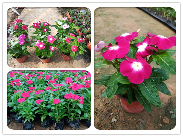 长春花（天天开）