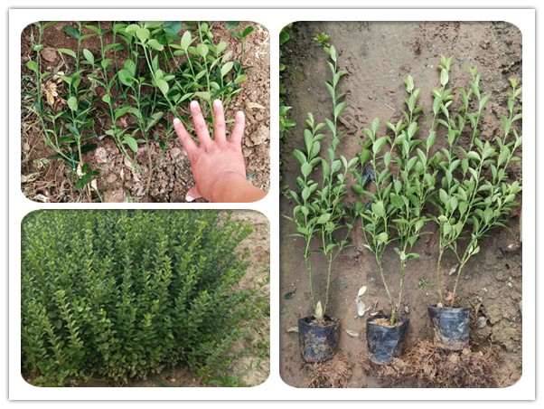 大叶黄杨（冬青）