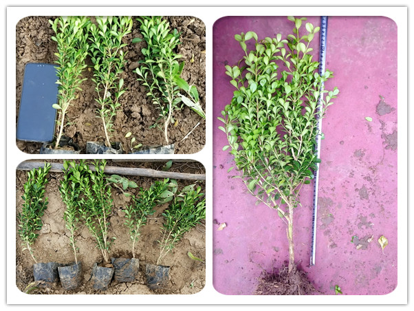 小叶黄杨（瓜子黄杨）