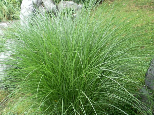细叶芒种子哪里有卖?多少钱一斤?